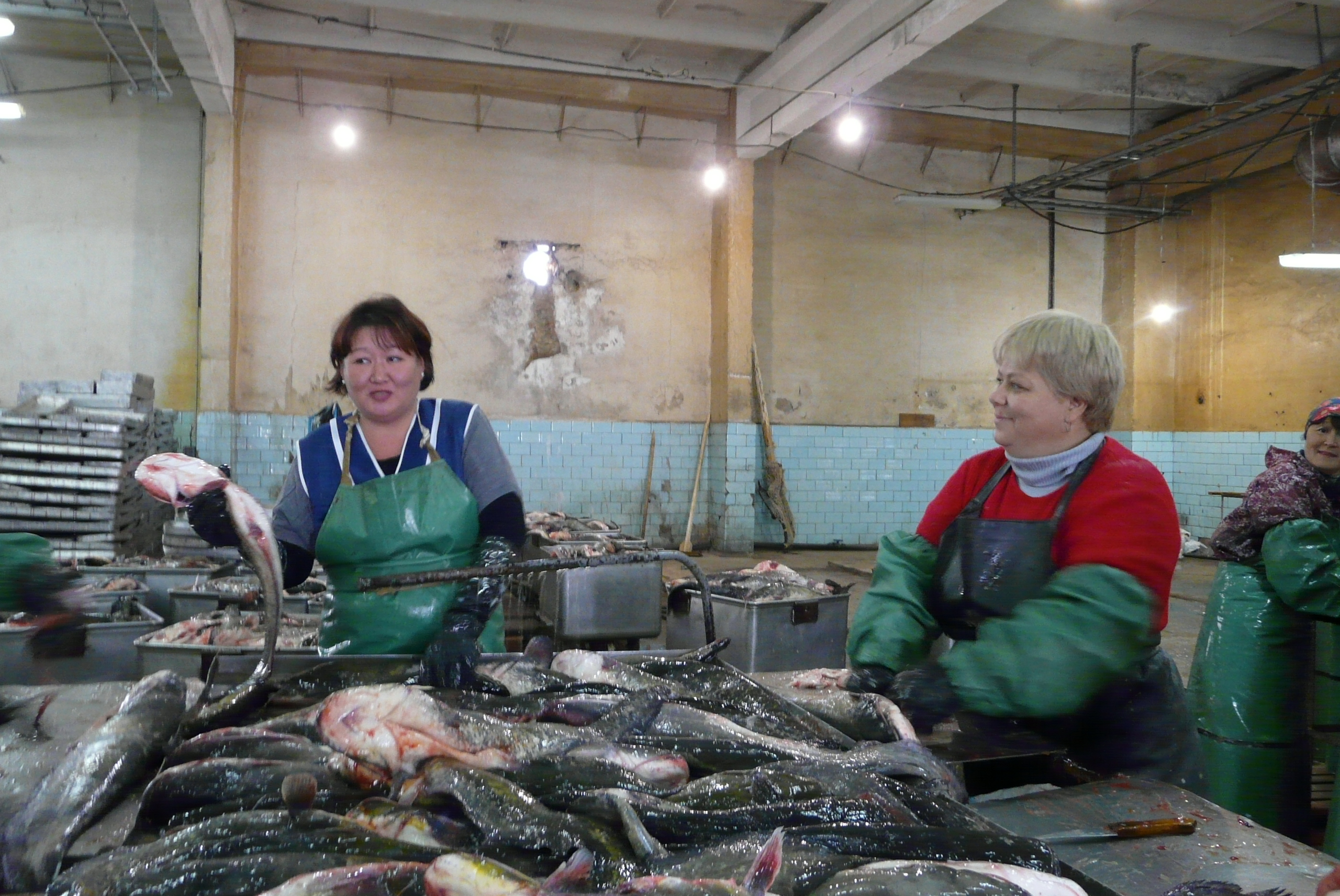 Новые вакансии астрахани. Рыбный завод Астрахань. Астраханский рыбный промысел, Астрахань. Рыбная промышленность Астрахань. Переработка рыбы.